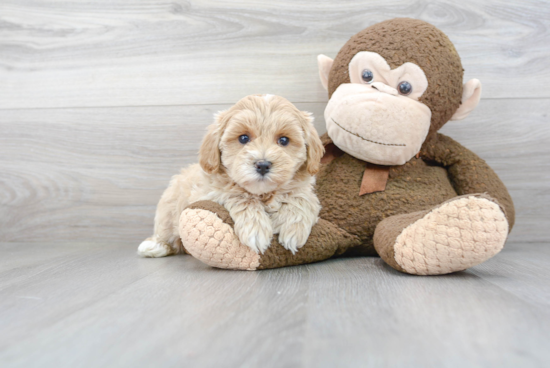 Maltipoo Pup Being Cute