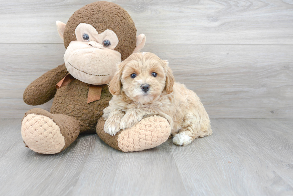 Maltipoo Pup Being Cute