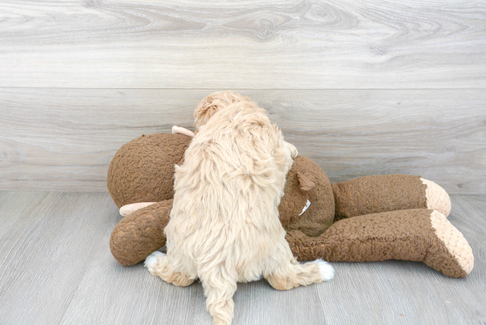 Little Maltepoo Poodle Mix Puppy