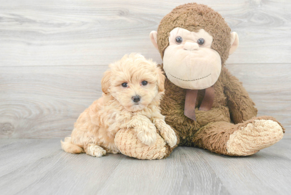 Smart Maltipoo Poodle Mix Pup