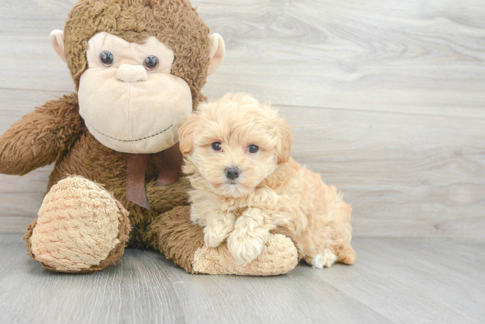 Funny Maltipoo Poodle Mix Pup