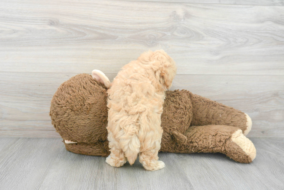 Friendly Maltipoo Baby