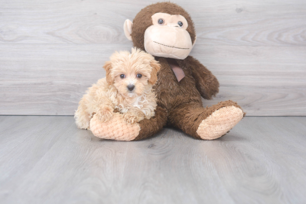 Little Maltepoo Poodle Mix Puppy