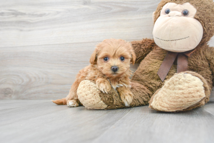 Playful Maltepoo Poodle Mix Puppy
