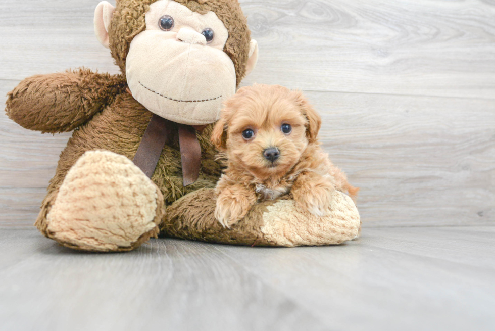Best Maltipoo Baby
