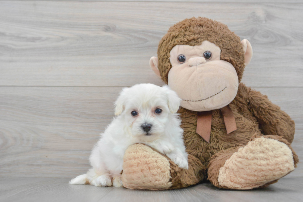 Maltipoo Puppy for Adoption