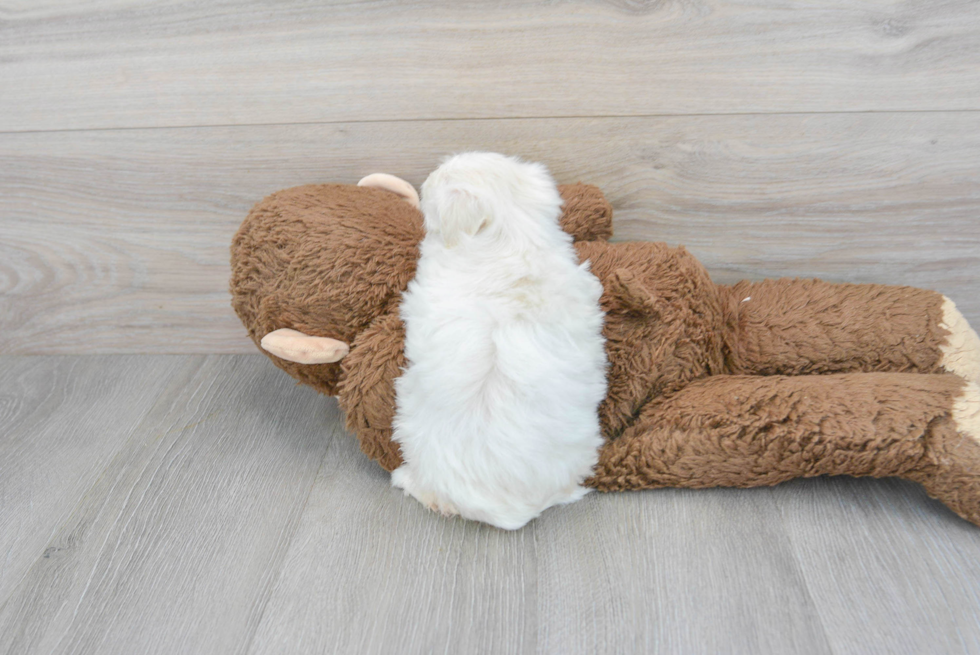 Funny Maltipoo Poodle Mix Pup