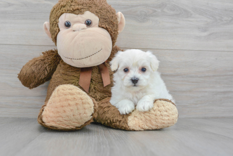 Maltipoo Puppy for Adoption