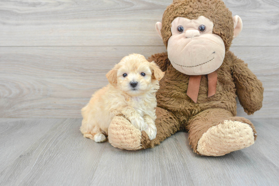 Playful Maltepoo Poodle Mix Puppy