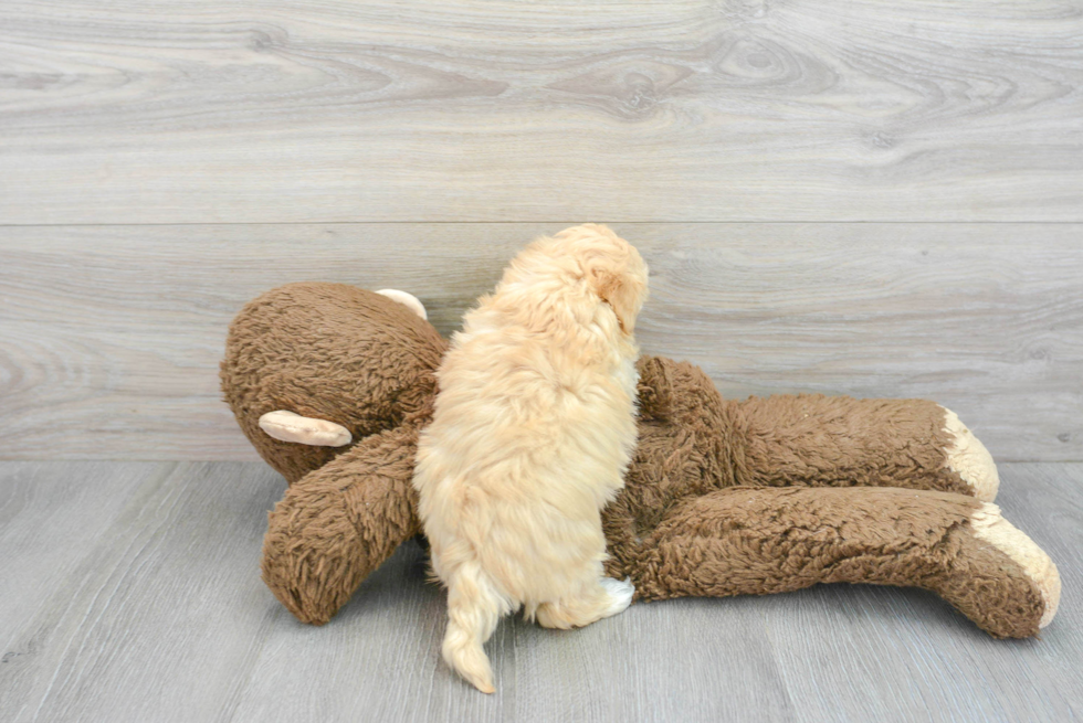 Hypoallergenic Maltese Poodle Poodle Mix Puppy