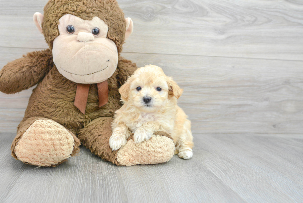 Small Maltipoo Baby