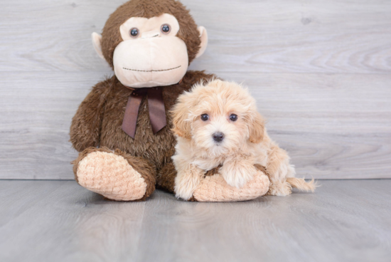 Little Maltepoo Poodle Mix Puppy