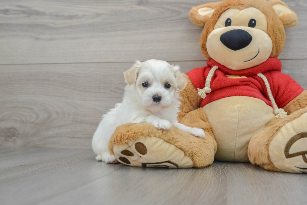 Maltipoo Puppy for Adoption