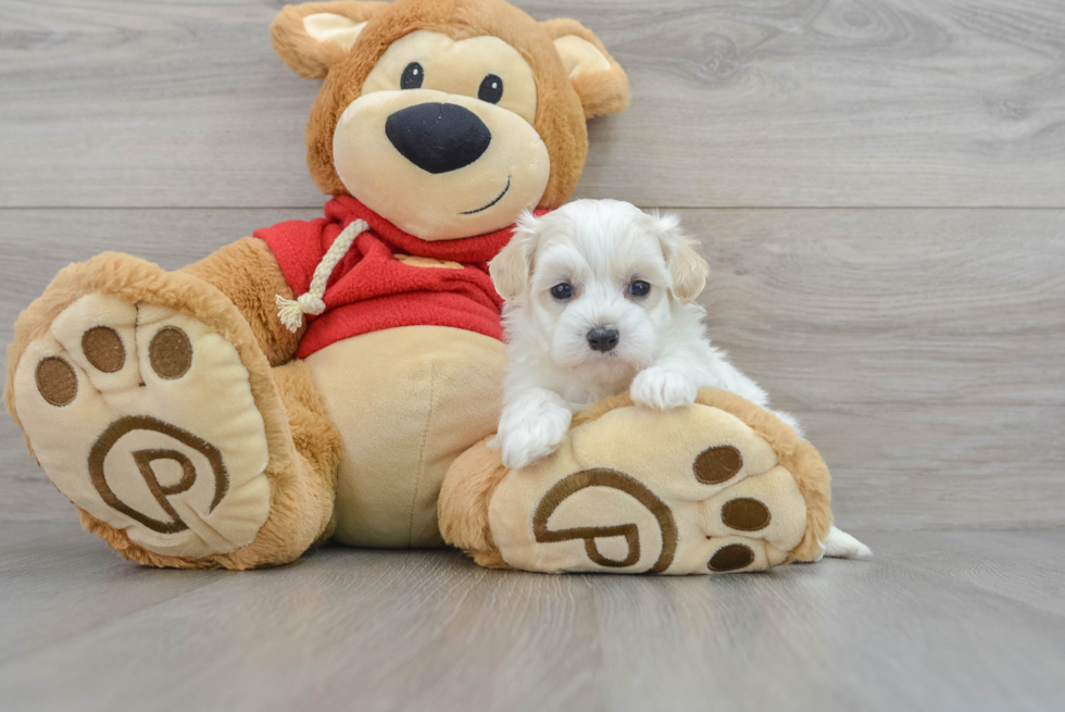 Popular Maltipoo Poodle Mix Pup