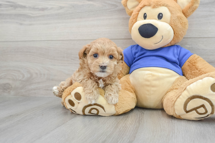 Happy Maltipoo Baby