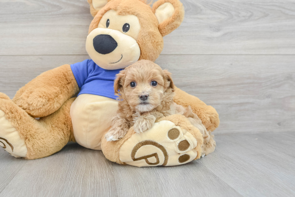 Smart Maltipoo Poodle Mix Pup