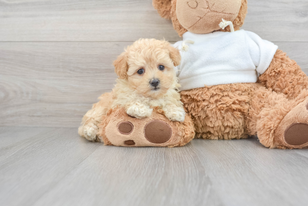 Hypoallergenic Maltese Poodle Poodle Mix Puppy