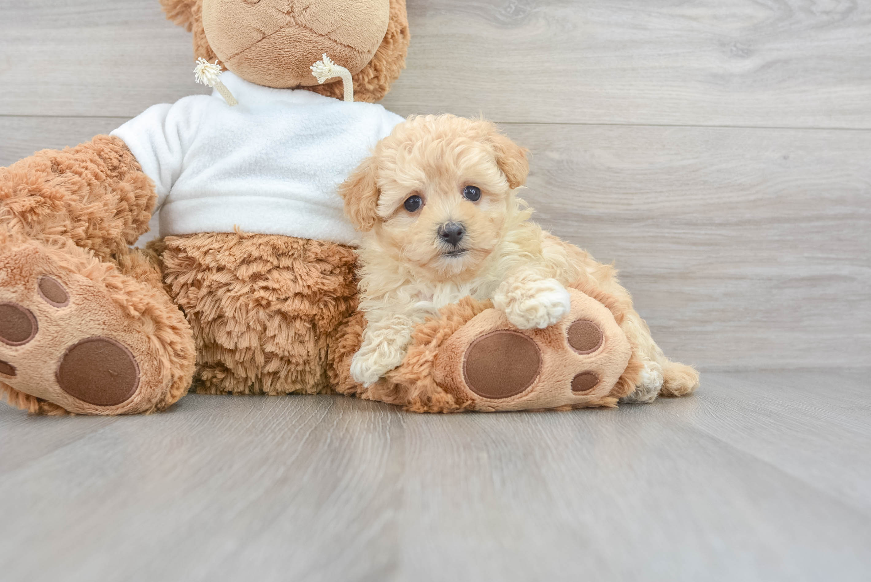 Maltipoo Puppy for Adoption