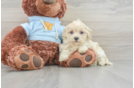 Best Maltipoo Baby