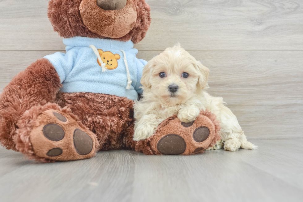 Best Maltipoo Baby