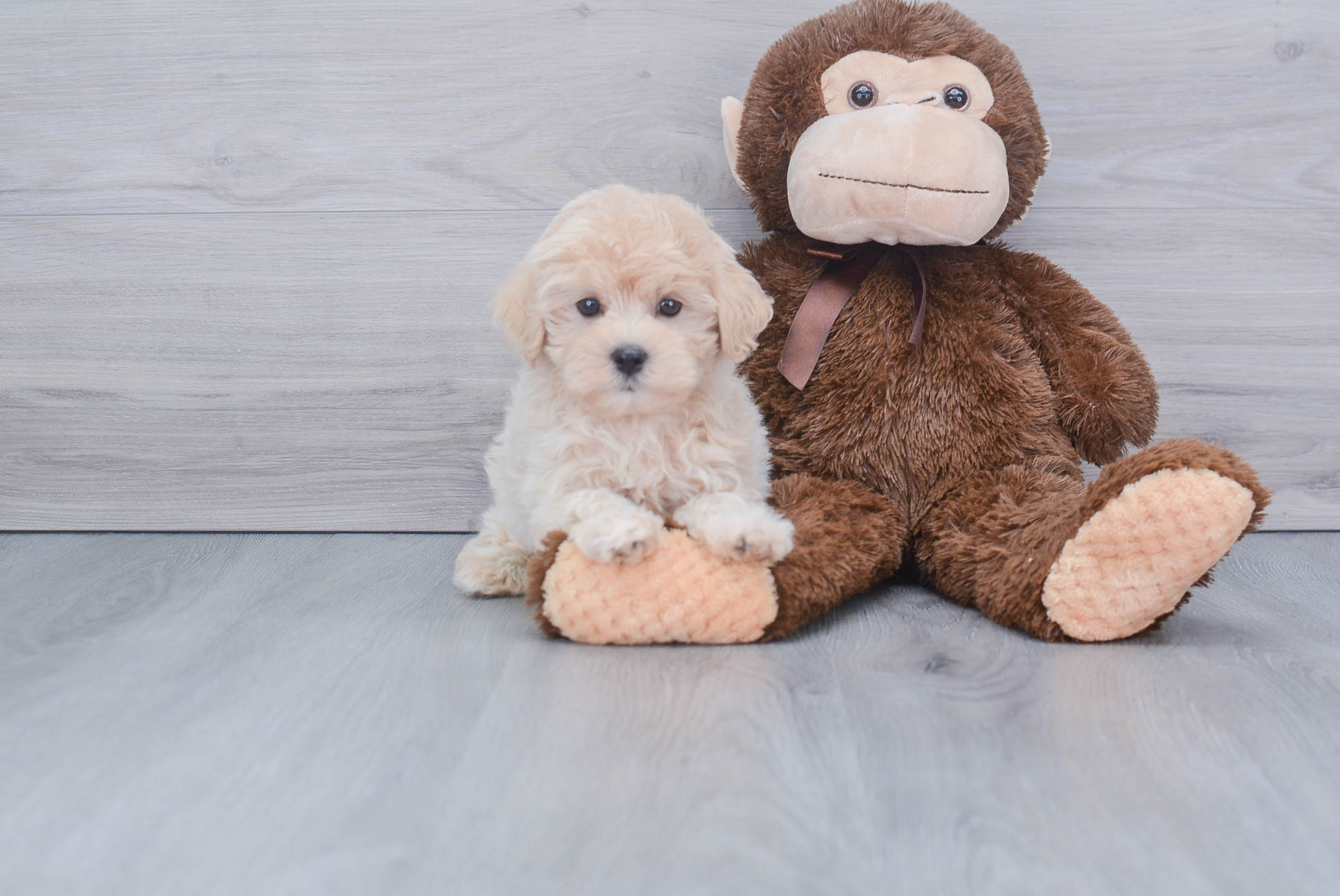 Cute Maltipoo Baby