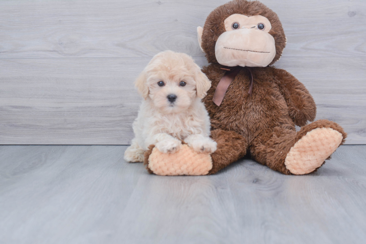 Cute Maltipoo Baby