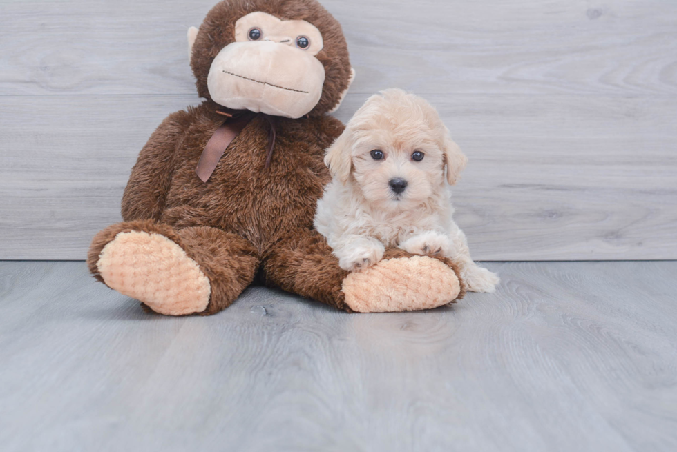 Happy Maltipoo Baby