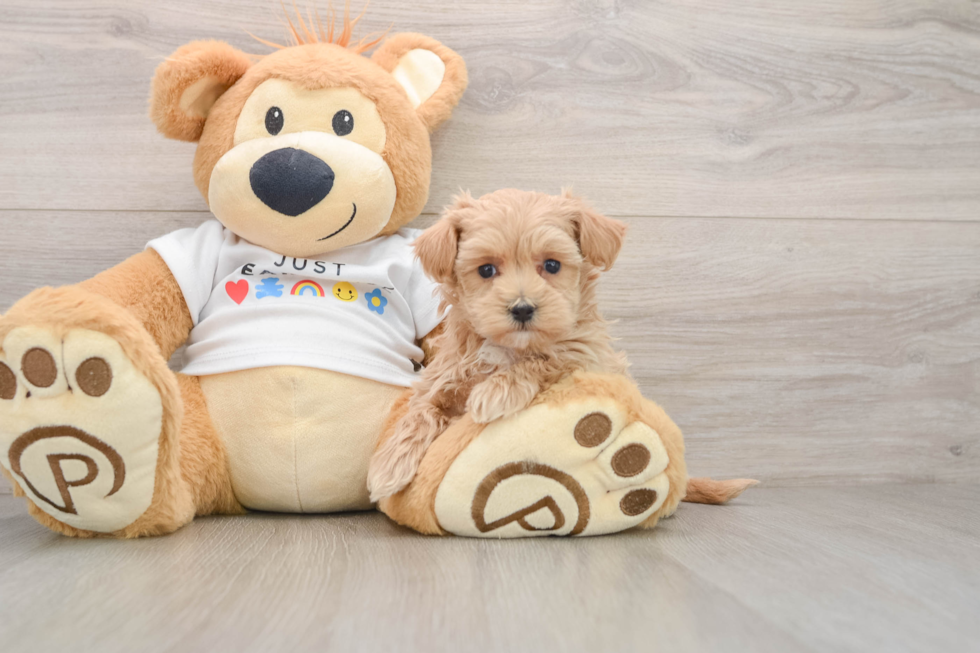 Maltipoo Puppy for Adoption