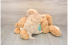 Maltipoo Puppy for Adoption