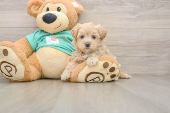 Maltipoo Pup Being Cute
