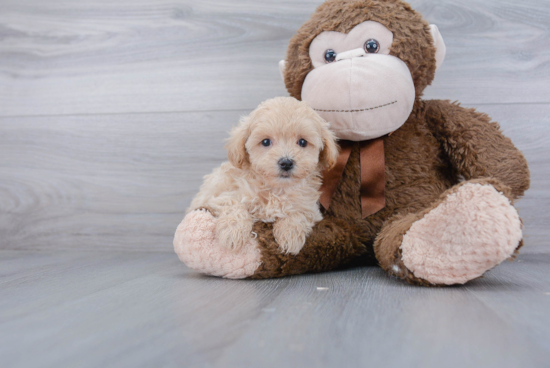 Hypoallergenic Maltepoo Poodle Mix Puppy