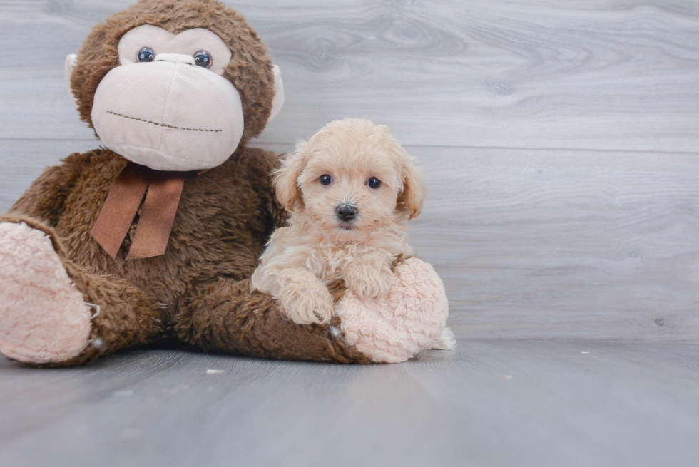 Maltipoo Puppy for Adoption