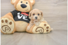 Happy Maltipoo Baby