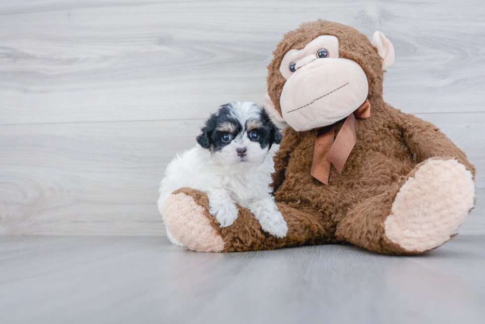 Small Maltipoo Baby