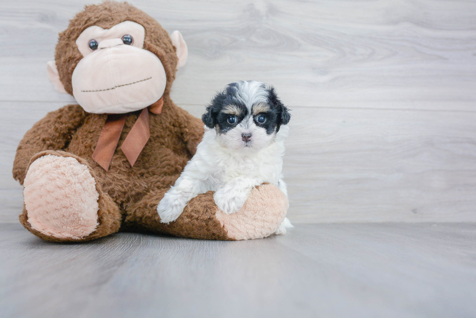 Friendly Maltipoo Baby