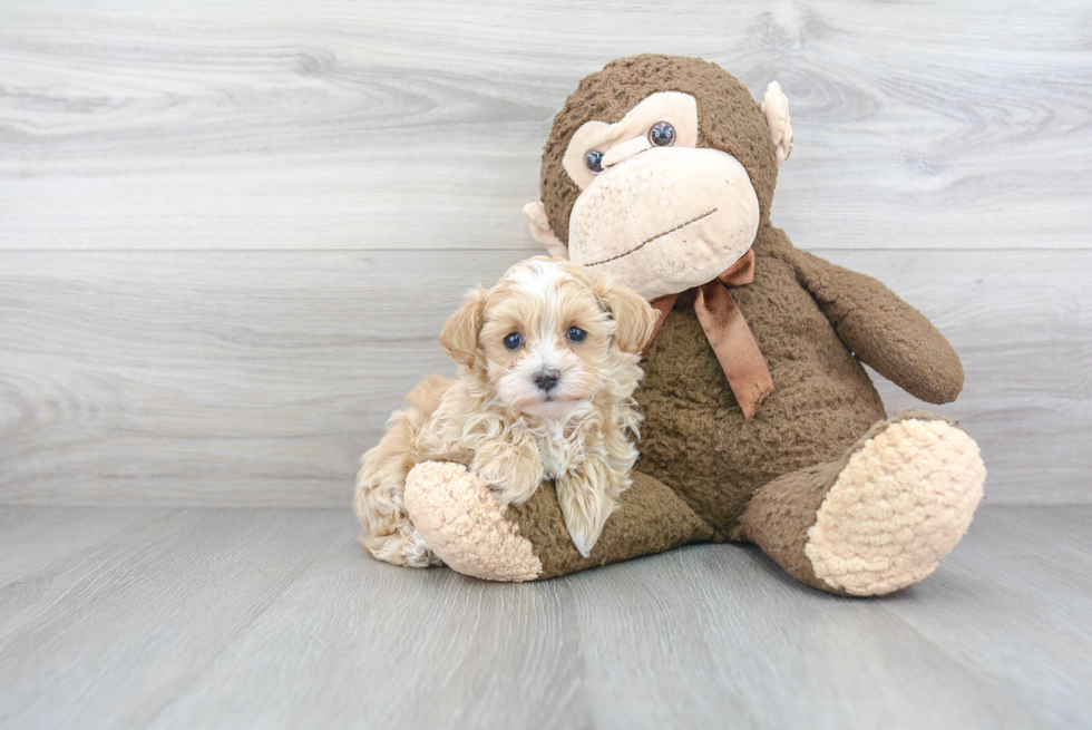 Maltipoo Puppy for Adoption