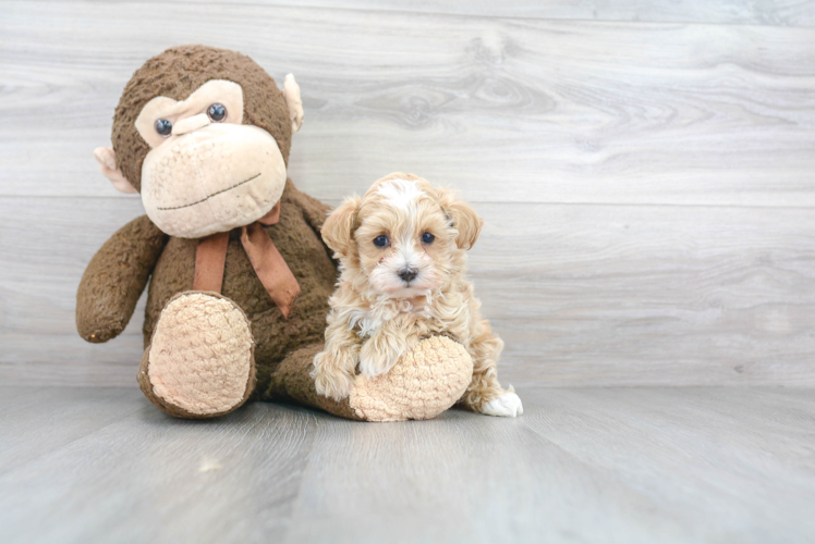 Maltipoo Puppy for Adoption