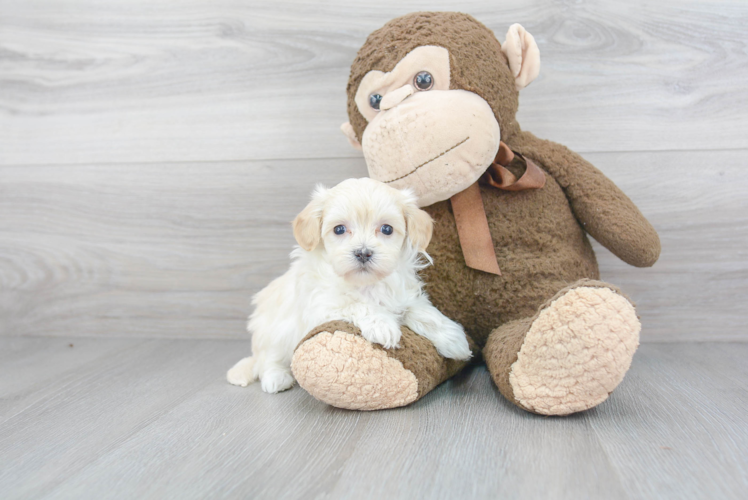 Best Maltipoo Baby