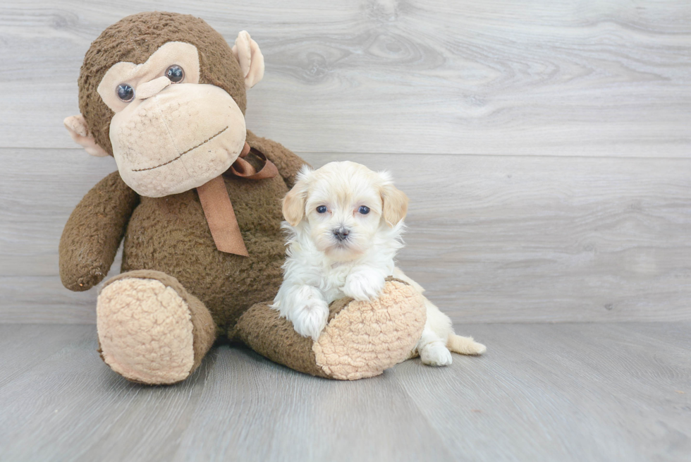 Maltipoo Pup Being Cute