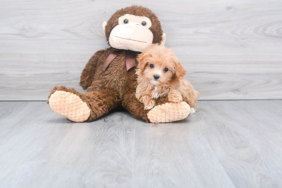 Popular Maltipoo Poodle Mix Pup