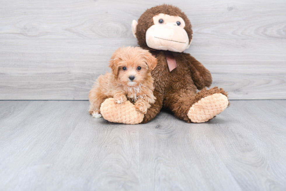 Popular Maltipoo Poodle Mix Pup