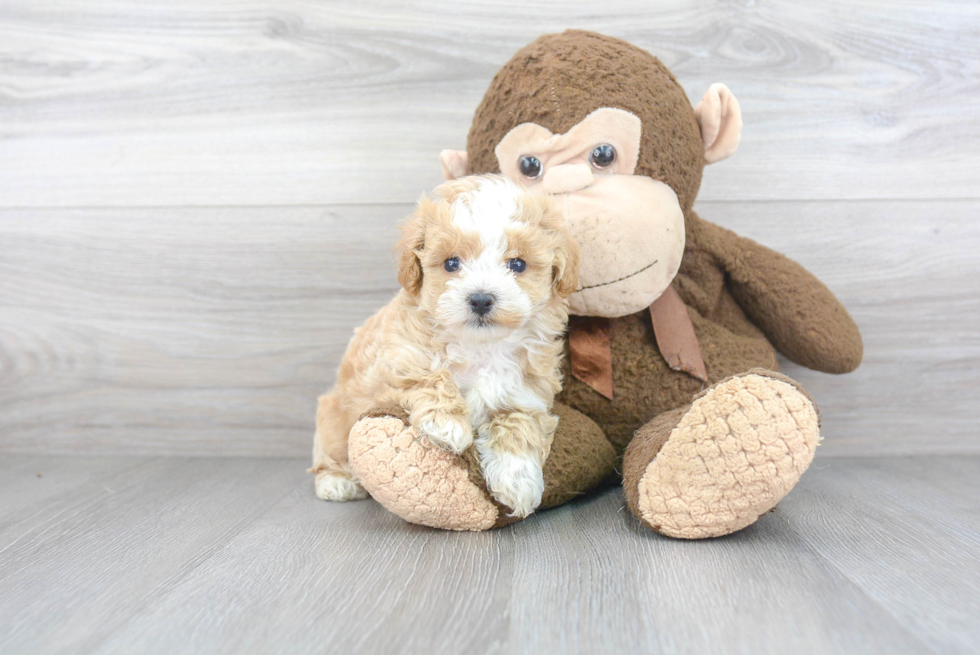 Best Maltipoo Baby