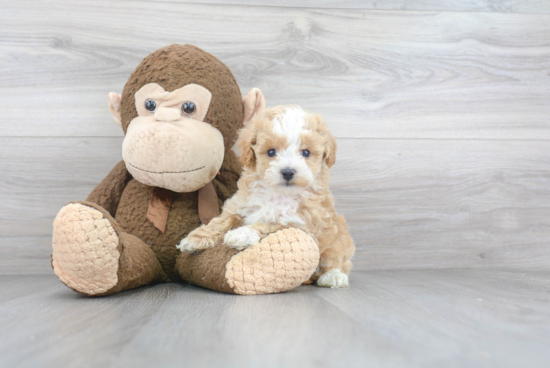 Petite Maltipoo Poodle Mix Pup