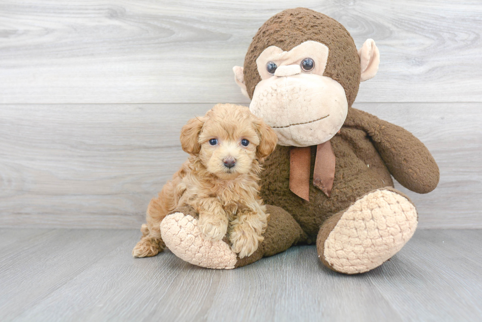 Smart Maltipoo Poodle Mix Pup