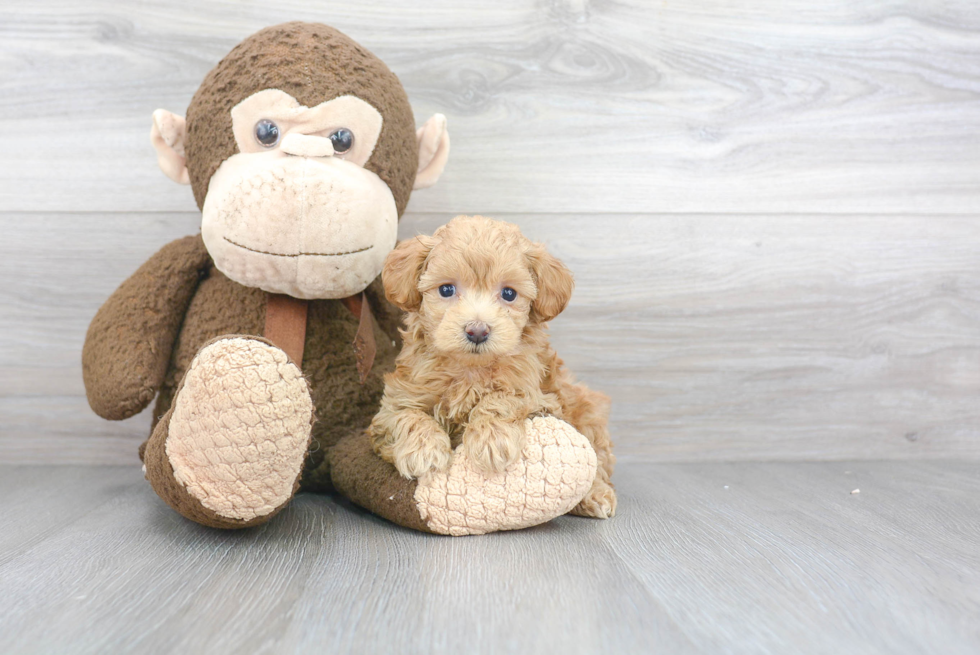 Maltipoo Pup Being Cute