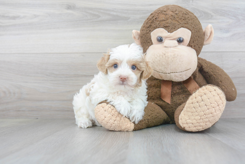 Maltipoo Puppy for Adoption