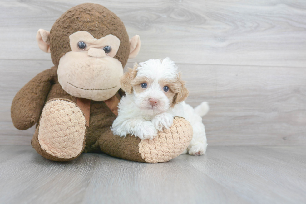 Hypoallergenic Maltepoo Poodle Mix Puppy