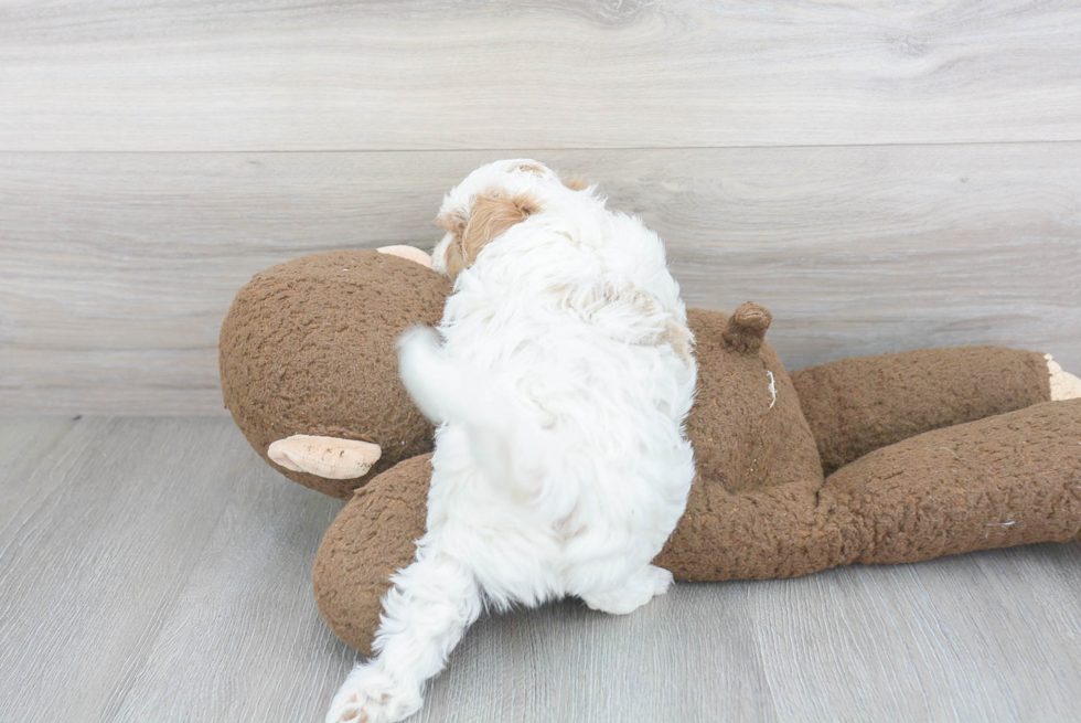 Little Maltese Poodle Poodle Mix Puppy