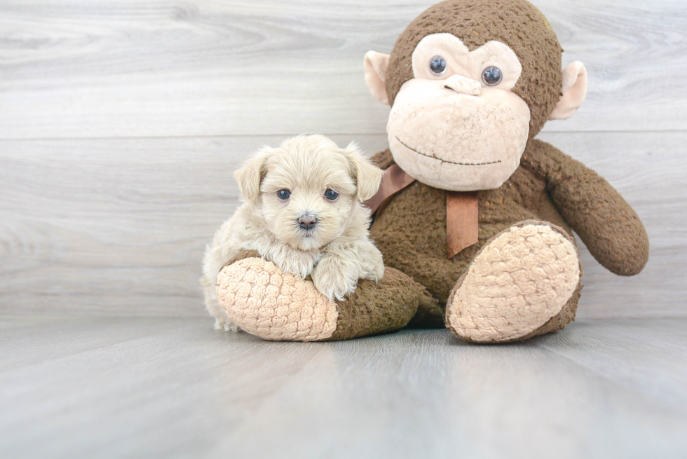 Fluffy Maltipoo Poodle Mix Pup