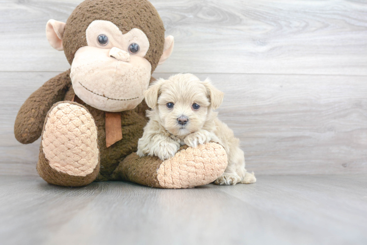 Best Maltipoo Baby